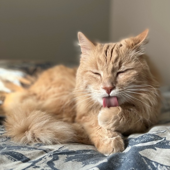 Meet your Posher, Lola - Picture 2 of 11